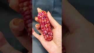 This is made from real corn #corn #handmade #diy #beads #ornaments #shorts #fyp