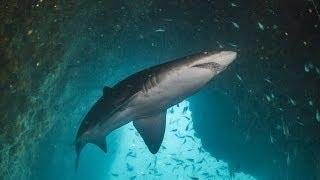 Fish Rock Cave dive, South West Rocks