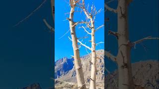 Natural Blessings| Beauty| Heaven Beauty 