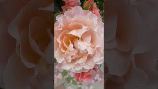 #village Flowers