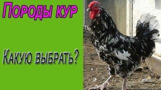 Породы кур. Какую породу кур выбрать для дома?