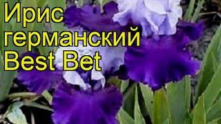 Ирис германский Бест бет. Краткий обзор, описание характеристик iris germanica Best Bet