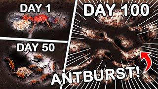 Simulating a Venomous Ant Colony for 100 Days ANTTREK