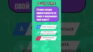 Почему кошки показывают свой живот? Удивительная правда! #braingames