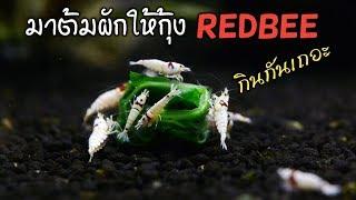 EP.2 วิธีต้มผักปวยเล้งให้กุ้ง REDBEE และกุ้งแคระ