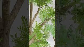 Realistic Tree modelling in Blender