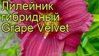 Лилейник гибридный Грэйп Вельвет. Краткий обзор, описание характеристик hemerocallis Grape Velvet