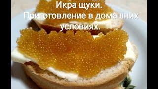 Икра щуки. Приготовление в домашних условиях. Беларусь, Гродно 2024 г. Salting fish roe. Pike caviar