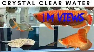 Arowana Stingray Monsterfish Crystal Clear Clean Water Aquarium Tank | Falcon Aquarium Services