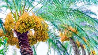 Dates (Tamer), & Date Palm in Lebanon! Everything You Need to Know! 