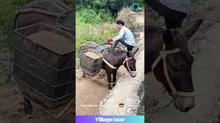 MULE Got That Sand Hustle!  Oddly Satisfying Dump!  #mule #funny #satisfying #work