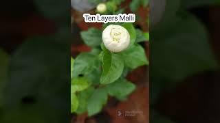 Ten Layers Malli @Nayani Garden Vlogs