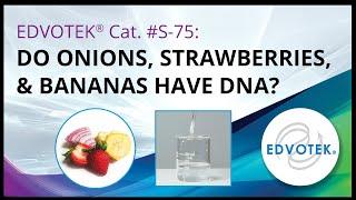 Edvotek Kit S-75 Do Onions Strawberries and Bananas Have DNA?