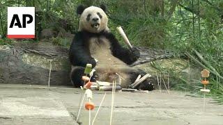 Japanese-born giant panda Xiang Xiang given 7th birthday snacks at home in China