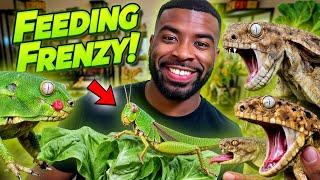 Feeding MY Reptiles Grasshoppers!!!