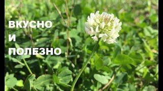 Едим ДИКОРОСЫ: КЛЕВЕР белый/Trifolium repens. Полевая кухня.