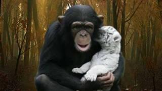 White Tiger Cubs Found New Momma!! - Woody Guthrie  Brown eyes