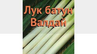 Лук батун Валдай (valday)  батун лук Валдай обзор: как сажать, семена лука Валдай