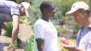 My hubby went to the rice field at dawn to pull seedlings, I brought him some watermelon!