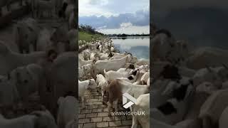 Herd of goats cross stepping stones over river || Viral Video UK