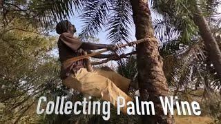 Collecting Palm Wine Guinea-Bissau  Africa