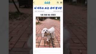 낙엽 처음 보는 댕댕이