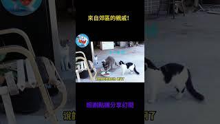搞笑動物系列第544集 來自郊區的親戚！ #搞笑 #黃狗 #monkey #搞笑 #黃狗 #主人 #主人 #panda #老友狗狗 #大熱門 #funny#大熱門 #animals #黑熊