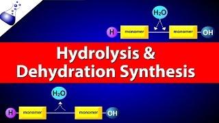 Hydrolysis and Dehydration Synthesis