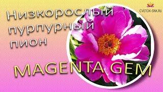 Низкорослый пурпурный пион MAGENTA GEM / Сад Ворошиловой