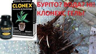 #27 #Clonex #Вкорінення винограду з клонекс гель результат за 14 днів