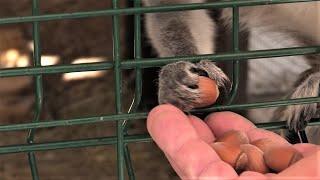 Лупоглазые Лемуры Катти и орешки. Pop-eyed Lemurs Cutty and nuts.