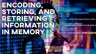 The Concept Of Encoding, Storing, And Retrieving Information In Memory