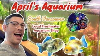 April's Aquarium LFS Tour South Vancouver Location Rare Fish and Aliens