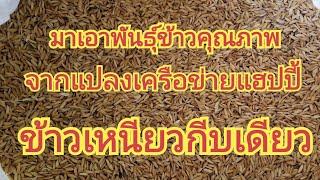 มารับเอาพันธุ์ข้าวคุณภาพ  จากแปลงเครือข่ายแฮปปี้ การเกษตร .....ข้าวเหนียวกีบเดียว.....