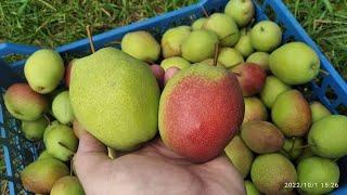 Груша Киргизька зимова  (Pear) 01-10-2022р.