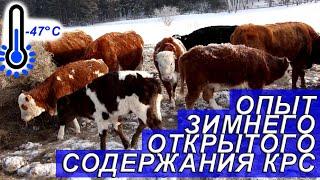 Открытое без привязное содержание КРС зимой в суровой Сибири!!!