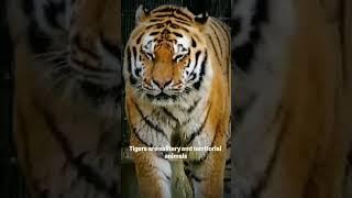 june 8, 2024  #NationalGeographic #Educational #Tigers Tigers are symbols of beauty, power.
