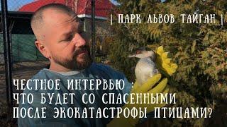 МАЗУТНАЯ ТРАГЕДИЯ : КАК МОЖНО ПОМОЧЬ пострадавшим птицам? С какими осложнениями мы столкнулись?