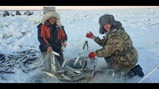 Ловля ряпушки второй день массового пришествия! Yakutia