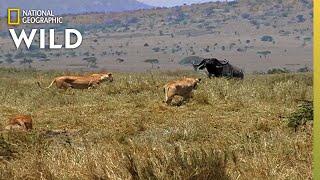 How a Lion Pride Hunts Prey | Cat Attack-tics