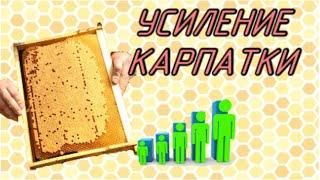 Карпатка. Стремительное развитие. Как нужно увеличивать гнездо у развивающейся семьи? Сушь, вощина?