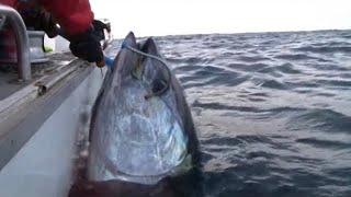 GIANT SOUTHERN BLUEFIN TUNA