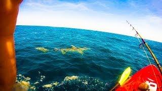 Lone Man Gets Towed For Miles in Kayak By 11 Foot Hammerhead Shark