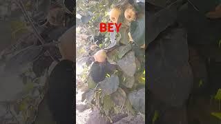 Fruit# #shorts #uz #nature #bey #salavat