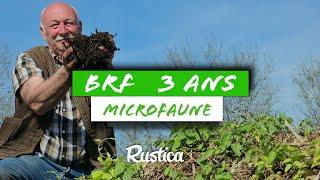 Compost de BRF : un milieu à la microfaune variée