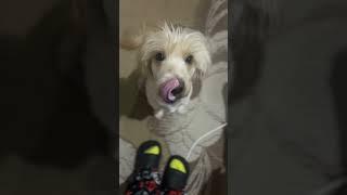 “Talking dog Shanya and his brother Mishka as backup dancers.” #fannyvideo #shanyatalking #dogsays