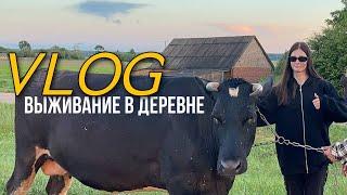 VLOG. Выживание в деревне. Напала злая корова!??? 2 часть