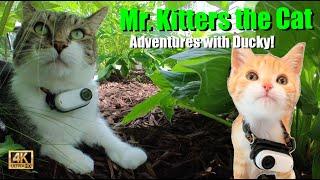 Mr. Kitters the Cat!  Presents ADVENTURES with DUCKY 