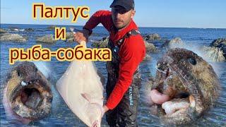 СУПЕР РЫБАЛКА!!! Палтус и Дальневосточная зубатка | Остров Сахалин (Halibut and Wolffish)