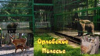 НЕОБЫКНОВЕННОЕ МЕСТО "ОРЛОВСКОЕ ПОЛЕСЬЕ"- можно часами наблюдать за дикими животными,а какая природа